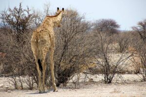 a giraffe standing by bushes in Etosha National Park, Namibia