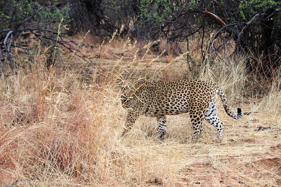 Leopard spotted in Okonjima Nature Reserve.