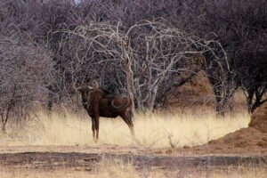 Diverse wildlife seen during Okonjima safari experience