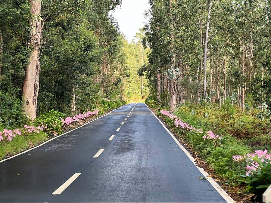 A flower-lined road through a forest in Madeira after rainfall.