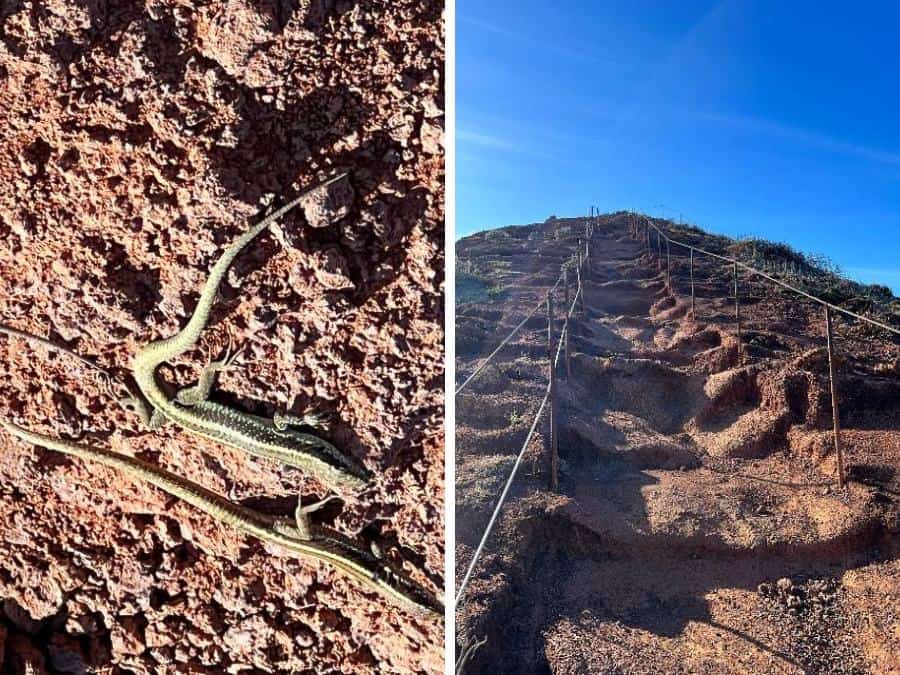 steps in the sand and a lizard