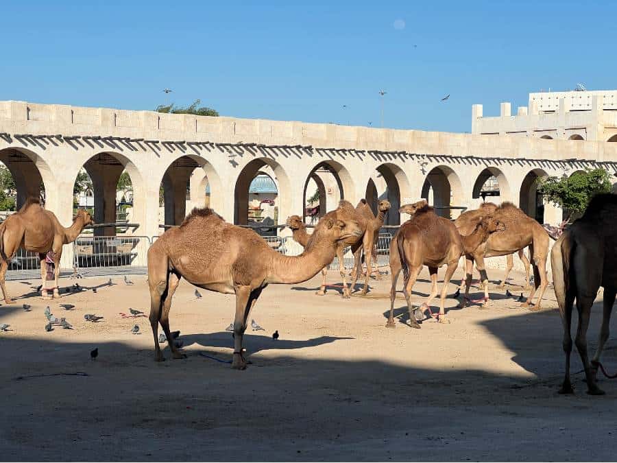 a camel pen with several camels standing