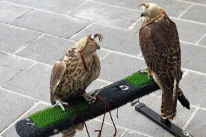 how to spend one day in Doha: visit the falcon hospital