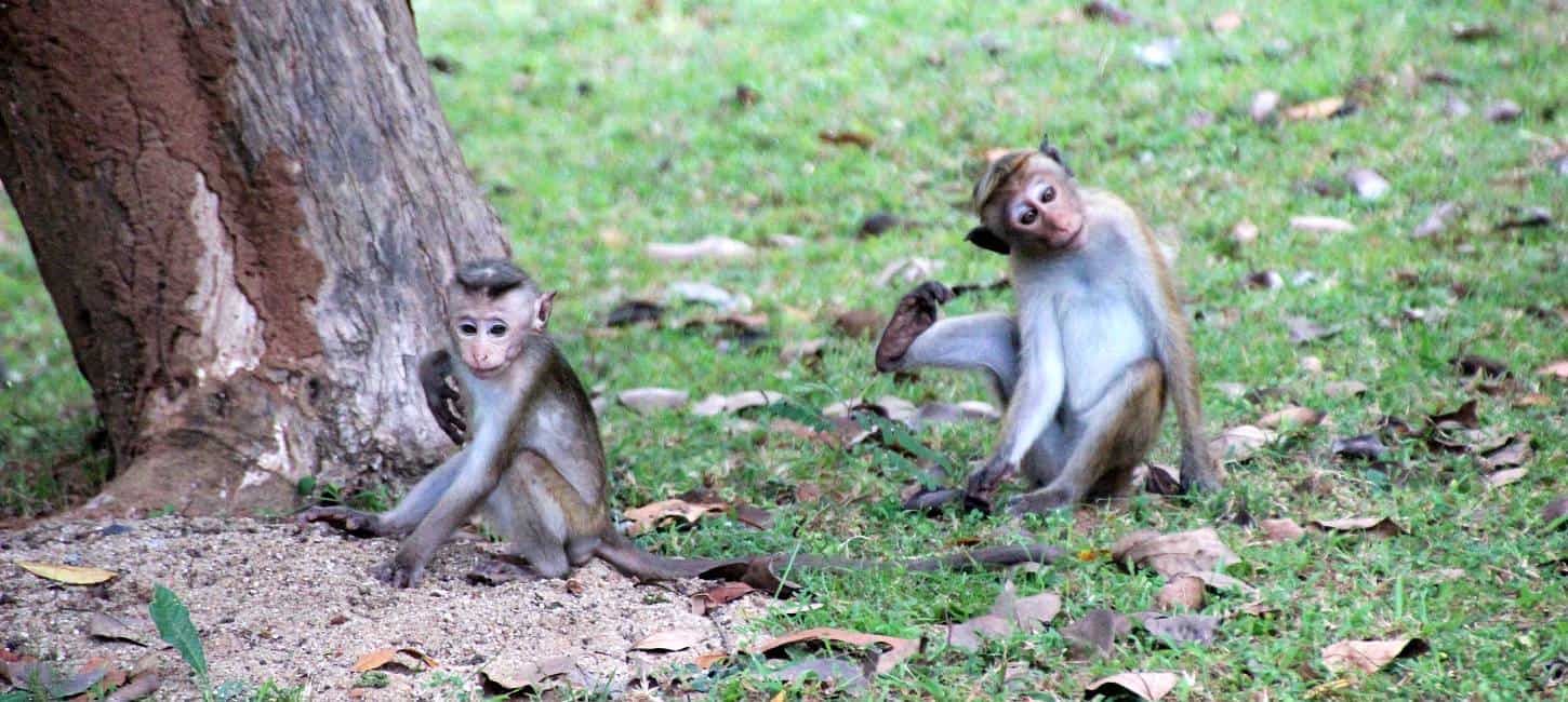 two monkeys sitting on the grass