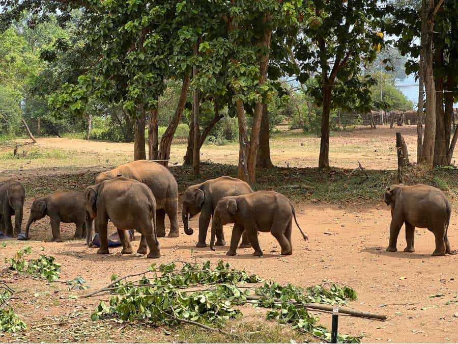 elephants near trees