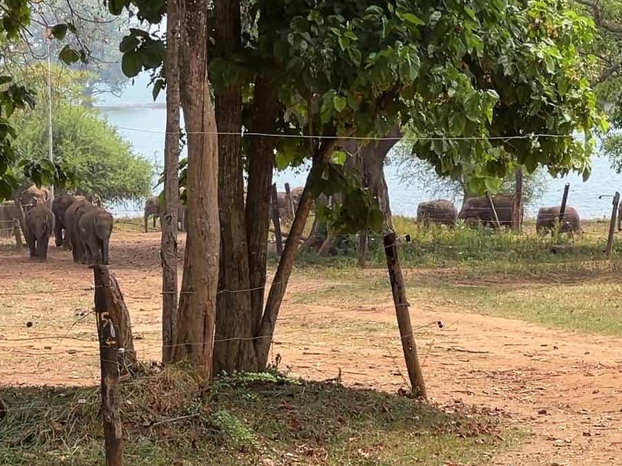 elephants strolling in a compound