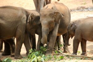 three elephants at Sri Lanka's Elephant Transit Home