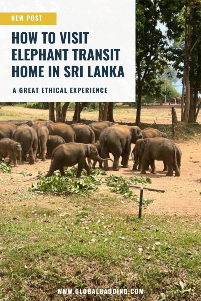 a group of elephants at Elephant Transit home in Sri Lanka