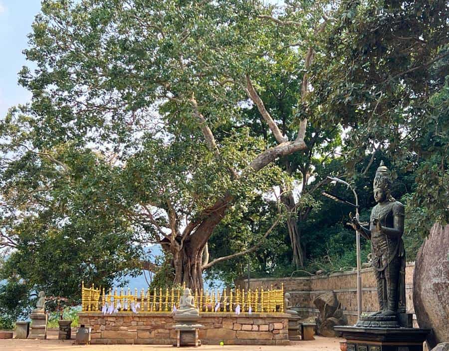 A large Bodi tree surrounded by railings with a statue at the front.