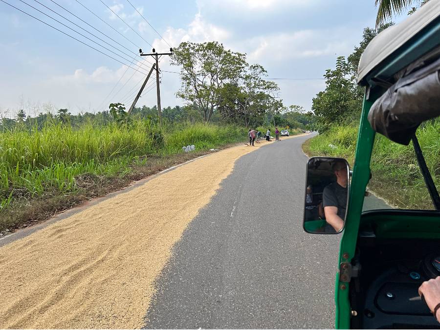 Driving past rice being dried on the roadside is just one of the sights you'll see when renting a tuk tuk in Sri Lanka