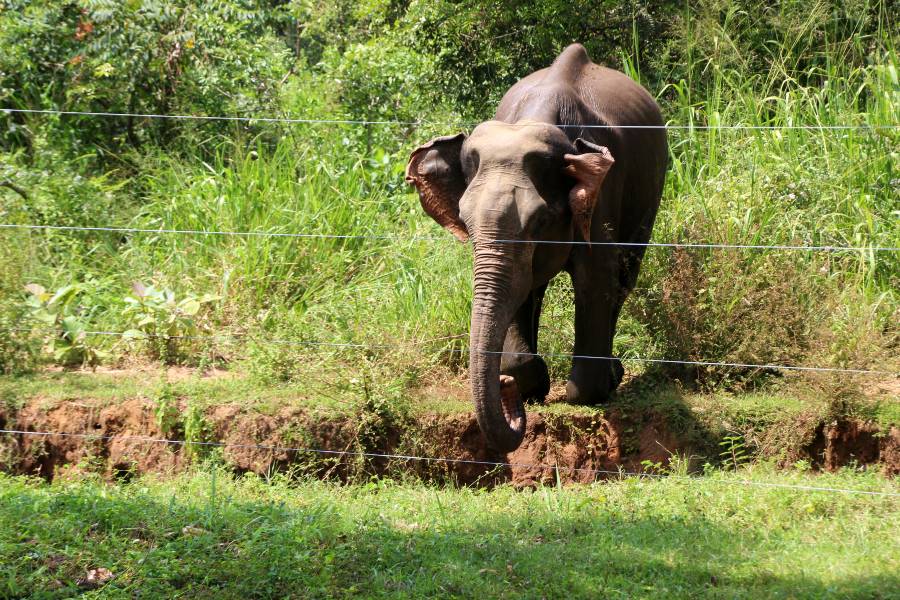 a wild elephant by an electric fence