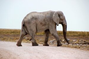 Elephant crossing the road during our Namibia self-drive — a reminder of the magic and unpredictability that make a Namibia road trip worth every cost.