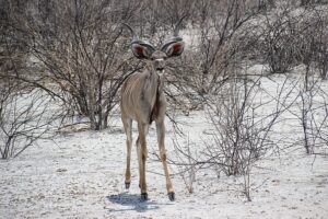 kudu on the road during an Etosha safari