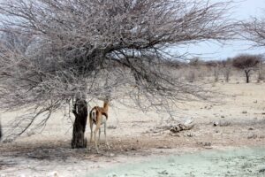Lone Springbok under the shade of a camelthorn tree in Etosha National Park