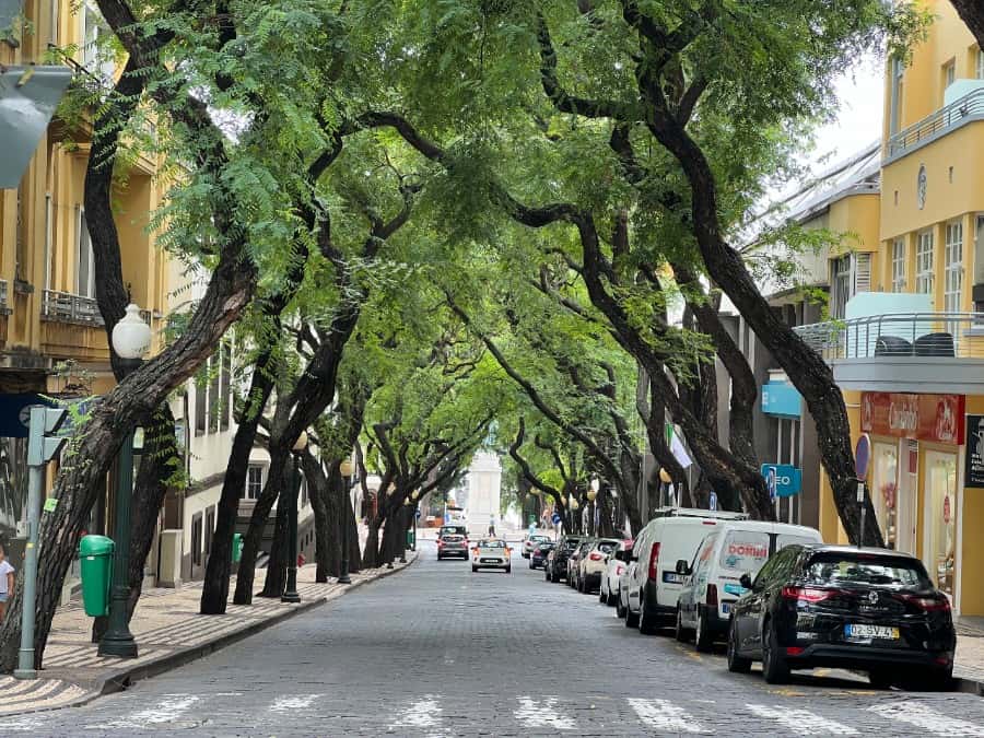Tree-lined street in central Funchal, Madeira