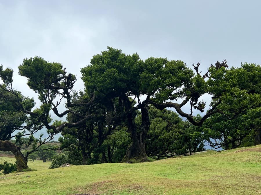 Ancient laurel trees in Fanal Forest, Madeira, with an open grassy meadow after the mist clears.
